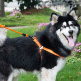 Pet Dog Collar + Harness + Leash Three Sets, M, Harness Chest Size: 43-67cm, Collar Neck Size: 33-52cm, Pet Weight: 15kg Below, Harness Chest Size: 43-67cm, Collar Neck Size: 33-52cm